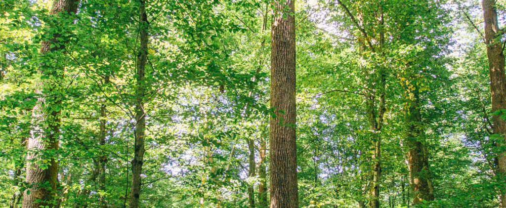 Sunlit forest canopy with tall oak and beech trees